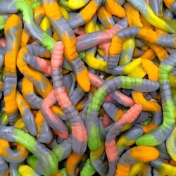 Serpents bicolores